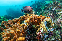 Cortez Damselfish (Stegastes rectifraenum) and Yellow Seastar (Pharia pyramidata), Espiritu Santo National Park, Sea of Cortez (Gulf of California), Mexico, February