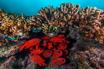 Panamic Soldierfish (Myripristis leiognathus), Espiritu Santo National Park, Sea of Cortez (Gulf of California), Mexico, February
