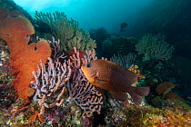 Cortez Damselfish (Stegastes rectifraenum), Espiritu Santo National Park, Sea of Cortez (Gulf of California), Mexico, February