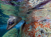 Californian Sea Lion (Zalophus californianus), Los Islotes, Espiritu Santo National Park, Sea of Cortez (Gulf of California), Mexico, February