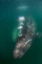 Grey whale (Eschrichtius robustus) with calf, blowing out air, San Ignacio Lagoon, El Vizcaino Biosphere Reserve, Baja California, Mexico, March