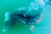 Grey whale (Eschrichtius robustus) with calf blowing out air underwater, San Ignacio Lagoon, El Vizcaino Biosphere Reserve, Baja California, Mexico, March