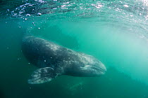Grey whale (Eschrichtius robustus) calf, San Ignacio Lagoon, El Vizcaino Biosphere Reserve, Baja California, Mexico, February