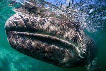 Grey whale (Eschrichtius robustus) calf, San Ignacio Lagoon, El Vizcaino Biosphere Reserve, Baja California, Mexico, February