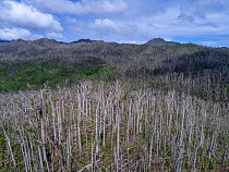 Aerial drone image of the Central forest, although it is starting to recover from the hurricane Maria, however many of the tall standing trees are dead. Dominica, Eastern Caribbean. January 2018.