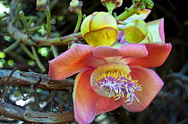 Canon ball tree in bloom. (Couroupita guianensis) - an unusual looking tree which has cannonball size fruit. Dominica, Eastern Caribbean.