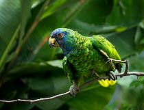 Jaco Parrot (Amazona arauisiaca) , one of two parrot species in Dominica, Eastern Caribbean. Successfully survived hurricane Maria. Captive, in government operated sanctuary under a breeding program.