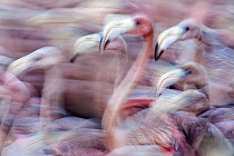 Blurred motion image of Caribbean flamingo (Phoenicopterus ruber) juveniles, captured to be tagged and released to the wild, captive, Ria Lagartos Biosphere Reserve, Yucatan Peninsula, Mexico, Septemb...