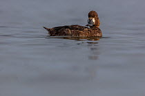 Lesser Scaup Duck (Aythya affinis) swimming, Guerrero Negro, El Vizcaino Biosphere Reserve, Baja California, Mexico, March