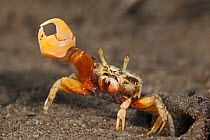 Princely fiddler crab (Uca princeps), Bahia Magdalena, Baja California Peninsula, Mexico, June