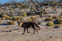 Coyote (Canis latrans), San Ignacio Lagoon, El Vizcaino Biosphere Reserve, Baja California, Mexico, March