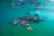 Whale shark (Rhincodon typus) and tourist, La Paz, Sea of Cortez (Gulf of California), Baja California, Mexico, February