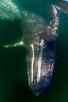 Grey whale (Eschrichtius robustus) and calf, Magdalena Bay, Baja California, Mexico, February