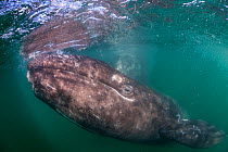 Grey whale (Eschrichtius robustus) calf, San Ignacio Lagoon, El Vizcaino Biosphere Reserve, Baja California, Mexico, March