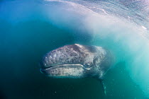 Grey whale (Eschrichtius robustus) calf, San Ignacio Lagoon, El Vizcaino Biosphere Reserve, Baja California, Mexico, March