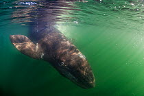 Grey whale (Eschrichtius robustus) calf, Magdalena Bay, Baja California, Mexico, February