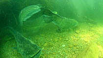 Group of Wels catfish (Silurus glanis) fighting, River Ebro, Spain, April.