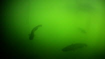 Group of Wels catfish (Silurus glanis) swimming in the River Rhone, France, June.