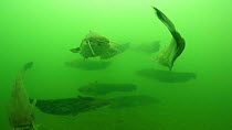 Group of Wels catfish (Silurus glanis) swimming in the River Rhone, with one swimming into the camera, France, July.