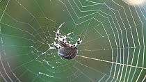 Marbled orb weaver spider (Araneus marmoreus) spinning web, Bavaria, Germany, 2016