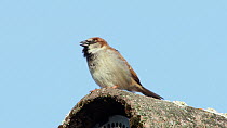 Male House sparrow (Passer domesticus) vocalising, Bavaria, Germany, March.