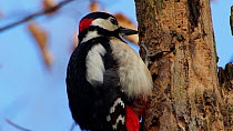 Male Great spotted woodpecker (Dendrocopos major) preening and drumming on a tree trunk, Bavaria, Germany, March.