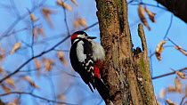 Male Great spotted woodpecker (Dendrocopos major) stretching wings and drumming on a tree trunk, Bavaria, Germany, March.