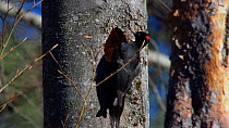 Female Black woodpecker (Dryocopus martius) excavating nesthole, Bavaria, Germany, March.