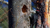 Pair of Black woodpeckers (Dryocopus martius) taking off from nesthole in tree trunk, Bavaria, Germany, March.