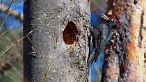 Male Black woodpecker (Dryocopus martius) calling at nesthole, Bavaria in tree trunk, Germany, March.