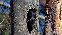 Male Black woodpecker (Dryocopus martius) calling and excavating nesthole in tree trunk, Bavaria, Germany, April.