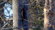 Male Black woodpecker (Dryocopus martius) excavating nest hole in tree trunk, Bavaria, Germany, March.