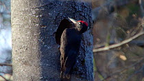 Male Black woodpecker (Dryocopus martius) excavating nesthole in tree trunk, Bavaria, Germany, March.