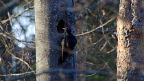 Male Black woodpecker (Dryocopus martius) preening, Bavaria, Germany, March.