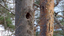 Male Black woodpecker (Dryocopus martius) excavating inside nesthole in tree trunk, looking out, Bavaria, Germany, March.