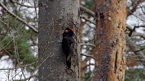Male Black woodpecker (Dryocopus martius) emerging from nesthole in tree trunk, Bavaria, Germany, March.