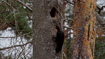 Female Black woodpecker (Dryocopus martius) approaching and examining nesthole in tree trunk, Bavaria, Germany, March.