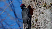 Male Black woodpecker (Dryocopus martius) excavating nesthole, Bavaria, Germany, March.