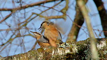 Pair of European nuthatches (Sitta europaea) mating, Bavaria, Germany, April.