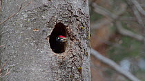 Male Black woodpecker (Dryocopus martius) excavating nesthole, throwing chipped wood out, Bavaria, Germany, April.