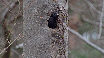 Female Black woodpecker (Dryocopus martius) emerging from nesthole, Bavaria, Germany, April.
