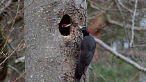 Pair of Black woodpeckers (Dryocopus martius) exchanging incubation duties at nest, Bavaria, Germany, April.