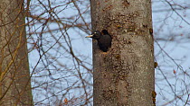 Female Black woodpecker (Dryocopus martius) looking out of nesthole before flying away, Bavaria, Germany, April.