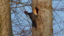 Male Black woodpecker (Dryocopus martius) entering nesthole, Bavaria, Germany, April.