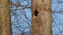 Male Black woodpecker (Dryocopus martius) excavating nesthole in tree trunk, throwing chipped wood out, Bavaria, Germany, April.
