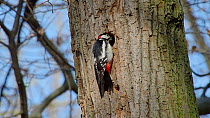 Male Great spotted woodpecker (Dendrocopos major) excavating nesthole in tree trunk, Bavaria, Germany, April.