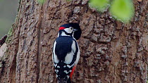 Male Great spotted woodpecker (Dendrocopos major) entering nesthole, Bavaria, Germany, April.