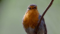 Close-up of a Robin (Erithacus rubecula) singing, Bavaria, Germany, April.