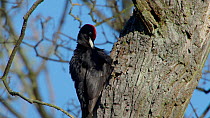 Male Black woodpecker (Dryocopus martius) preening and drumming on tree trunk, Bavaria, Germany, April.