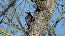 Male Black woodpecker (Dryocopus martius) drumming on tree trunk before flying off, Bavaria, Germany, April.